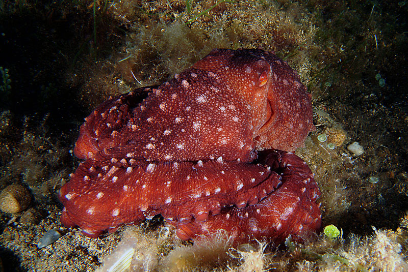 Octopus macropus